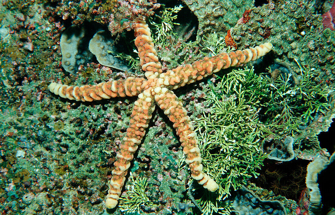 Starfish, Asteroidea, Indonesia, Wakatobi Dive Resort, Sulawesi, Indian Ocean, Bandasea