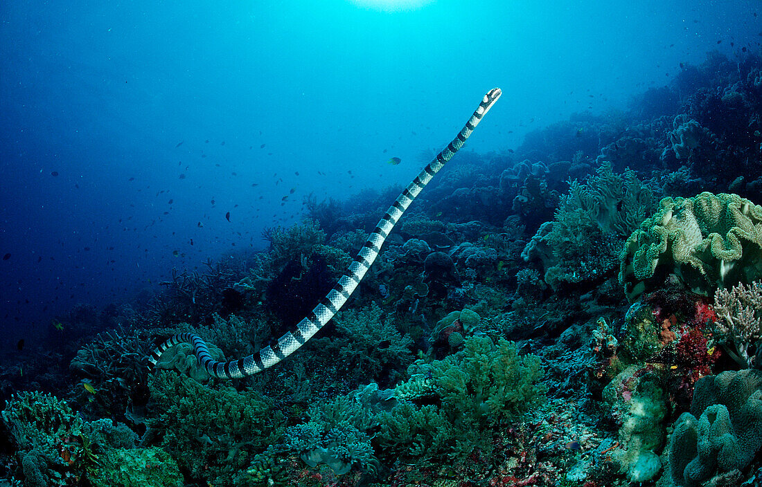 Gebänderte Gelblippen-Seeschlange, Laticauda colubrina, Indonesien, Wakatobi Dive Resort, Sulawesi, Indischer Ozean, Bandasee