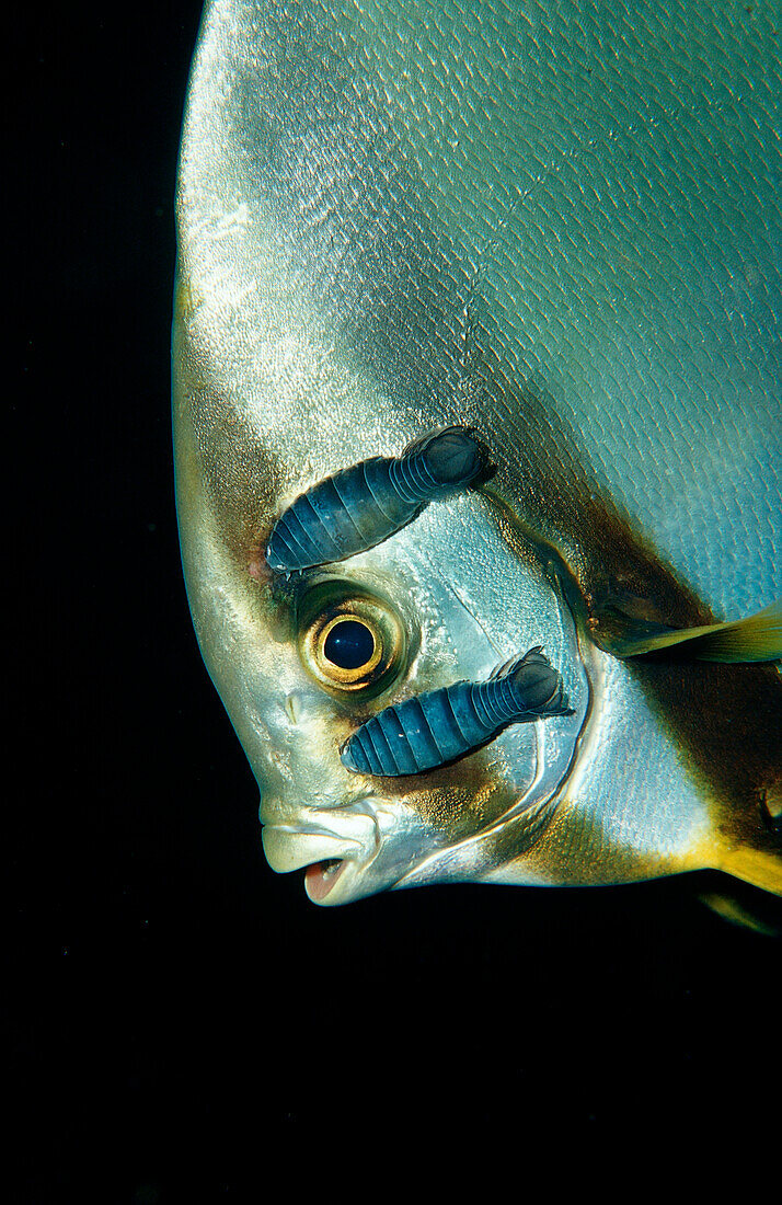 Isopods on Pinnate batfish, Platax pinnatus, Nerocila , Indonesia, Wakatobi Dive Resort, Sulawesi, Indian Ocean, Bandasea