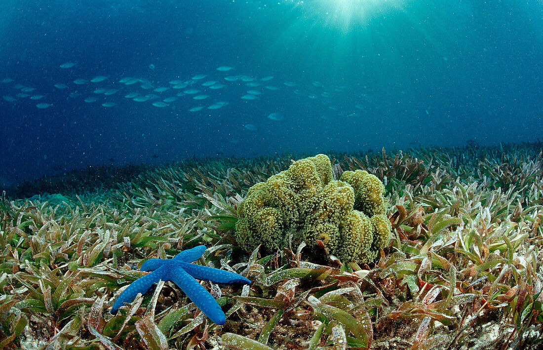 Blue starfish and sea grass, Asteroidea, Indonesia, Wakatobi Dive Resort, Sulawesi, Indian Ocean, Bandasea