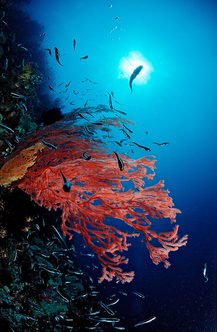 Farbenpraechtiges Korallenriff, Indonesien, Wakatobi Dive Resort, Sulawesi, Indischer Ozean, Bandasee
