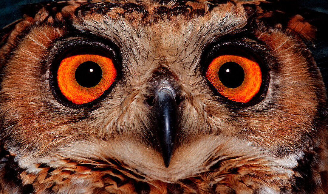 European Eagle Owl, Bubo bubo, Germany, Bavaria