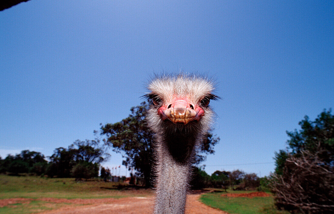 South African Ostrich, Struthio camelus australis, South Africa, Addo Elephant National Park