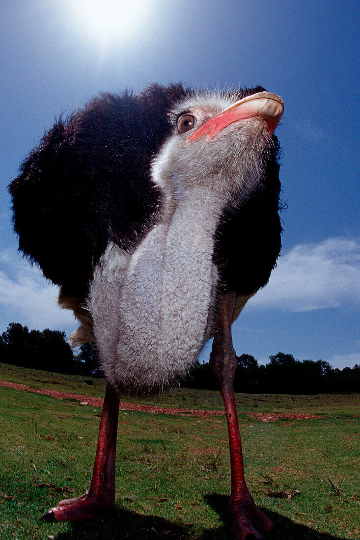 South African Ostrich, Struthio camelus australis, South Africa, Addo Elephant National Park