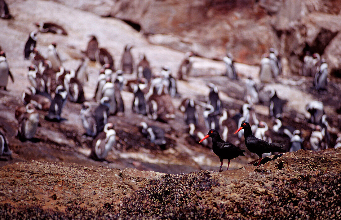 African Black Oystercatcher and Jackass Penguin, African Penguin, Spheniscus demersus, Haematopus moquini, South Africa, Addo Elephant National Park, St. Croix, Port Elizabeth, Madiba Bay, Ibhayi