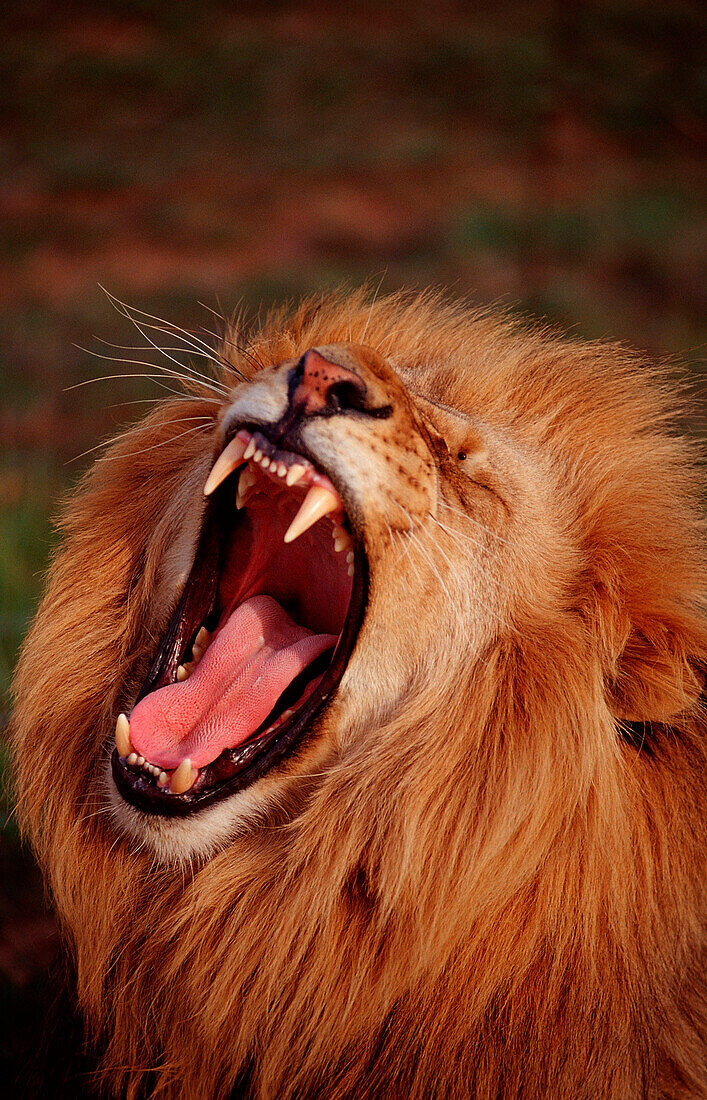 Fauchender Löwe, Loewe, Panthera leo, Südafrika, Suedafrika, Krueger, Nationalpark, Krüger|snarling lion, Panthera leo, South Africa, Kruger National Park