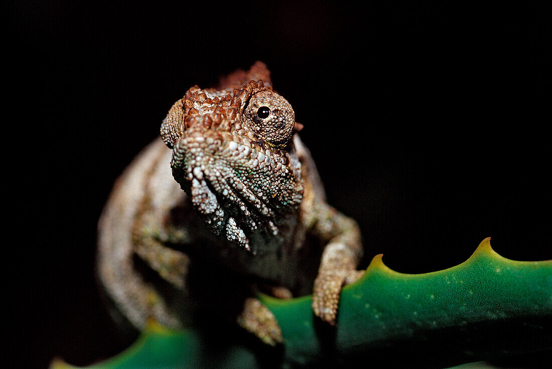 Eastern Dwarf Chameleon, Bradypodion ventrale, South Africa, Tsitsikamma National Park, Otter trail