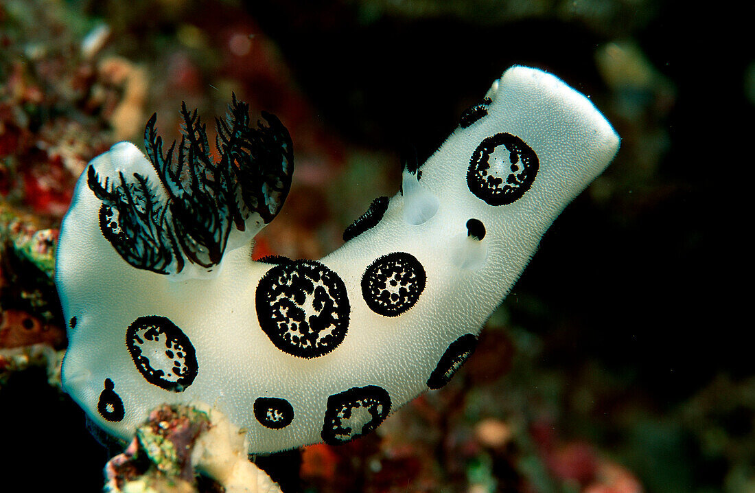 Sea Slug, Nudibranche, Jorunna funebris, Maldives, North Male Atol