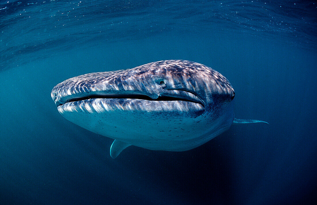 Whale shark, Rhincodon thypus, Djibouti, Djibuti, Africa, Afar Triangle, Gulf of Aden, Gulf of Tadjourah