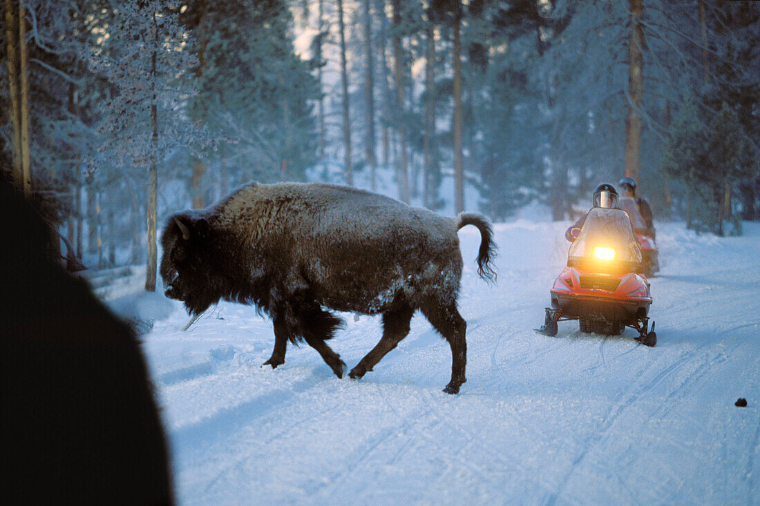 Bison überquert Straße vor Schneemobil, Yellowstone Nationalpark, Wyoming, USA, Amerika