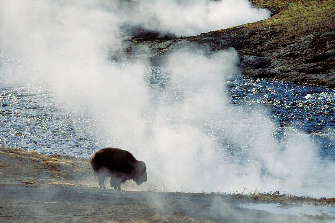 Bison warming at hot spring, Yellowstone National Park, Wyoming, USA, America