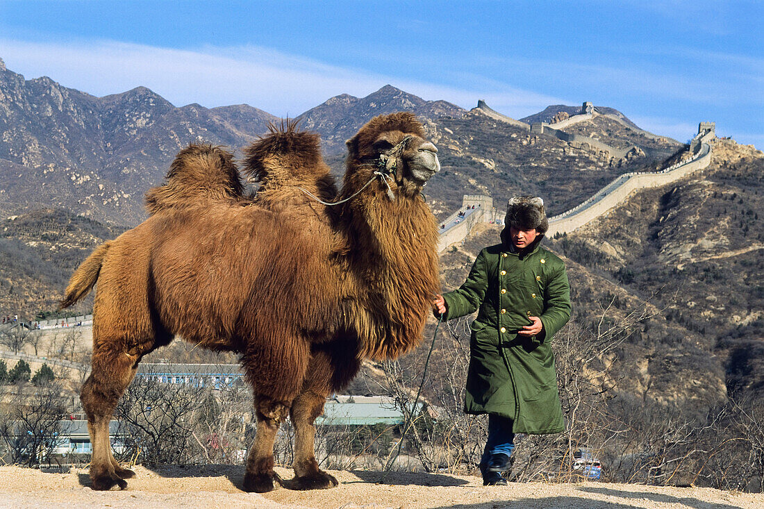 Riding Camel for tourists, Great Wall near Badaling, China