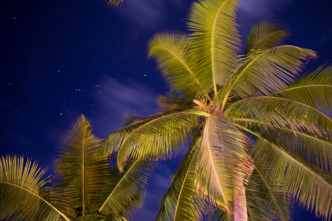Beleuchtete Palme bei Nacht, Northolme Hotel & Spa, Glacis, Mahe Island, Seychellen