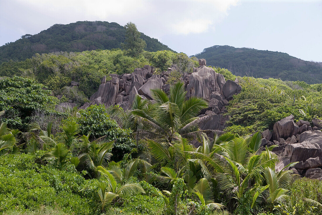 Granit Felsen mit üppiger Vegetation am Grande Anse Beach, La Digue Island, Seychellen