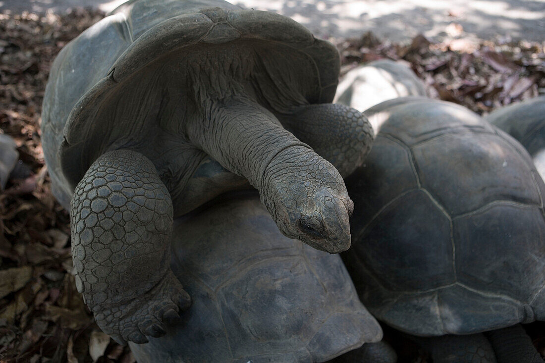 Paarende Schildkröten am Union Plantation, La Digue Island, Seychellen