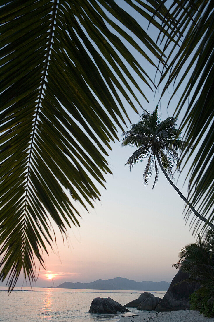 Kokospalme bei Sonnenuntergang am Source D´Argent, La Digue Island, Seychellen