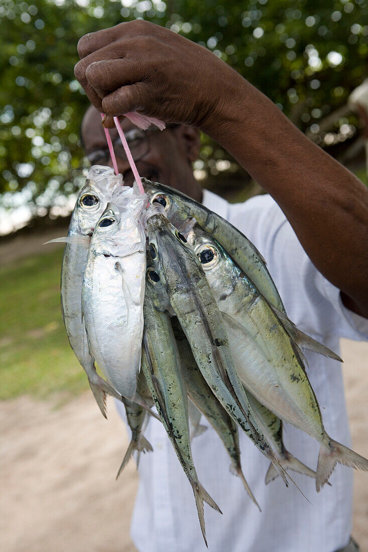 Roadside Fish Stand,Cote D'Or, Praslin Island, Seychelles