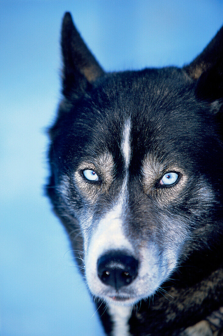 Nahaufnahme von einem Husky, Schlittenhund