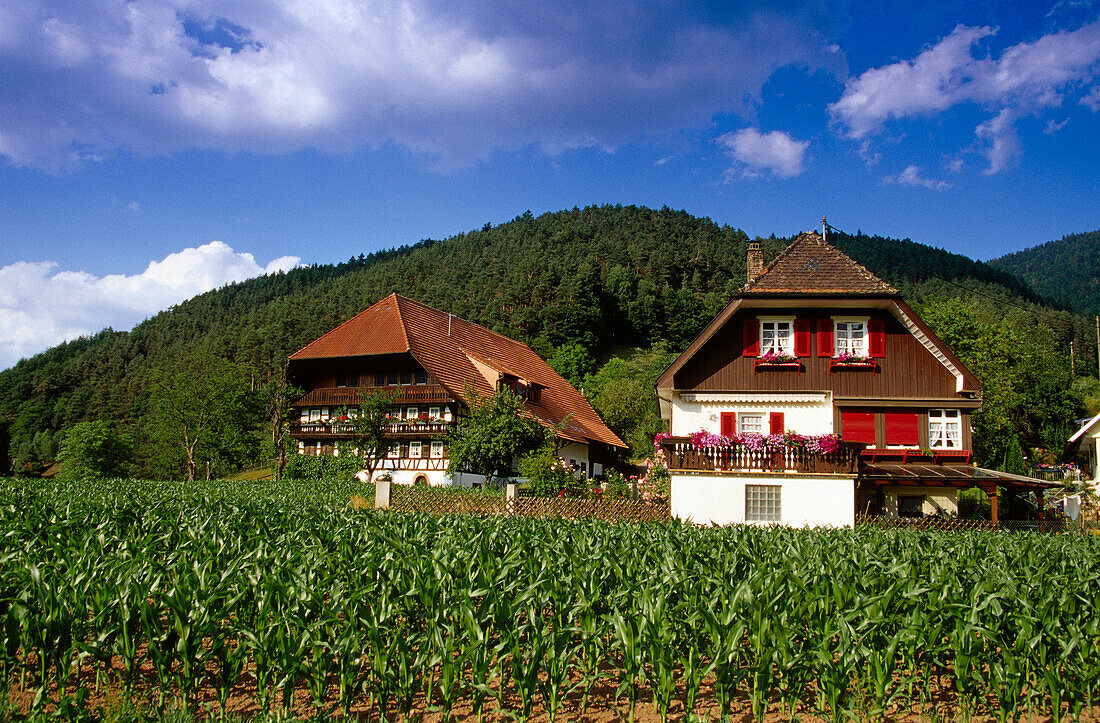 Schwarzwaldhäuser bei Gutach, Schwarzwald, Baden-Württemberg, Deutschland