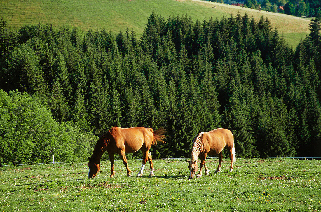 Pferde auf Weide bei St. Märgen, Schwarzwald, Baden-Württemberg, Deutschland