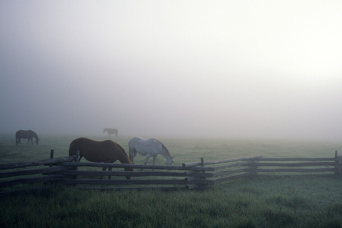 Horses in Fog, Stanley, Idaho, USA