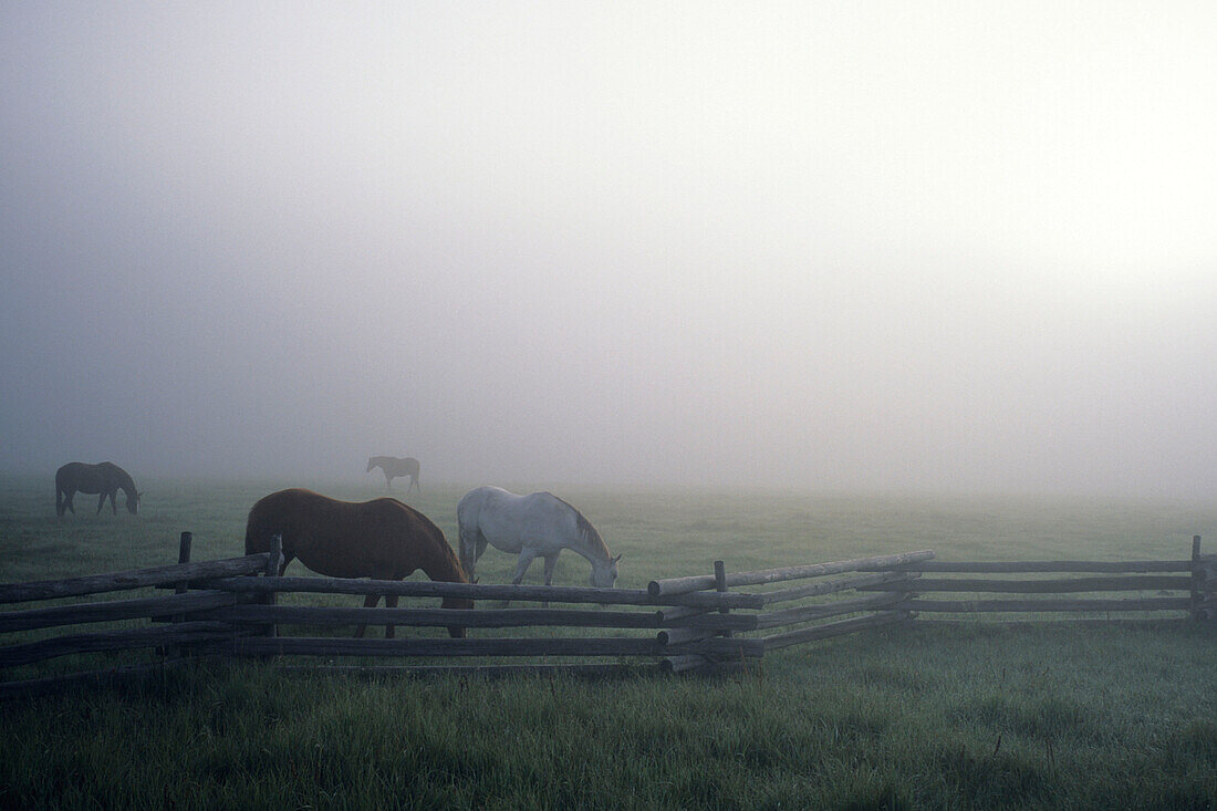 Pferde im Nebel, Stanley, Idaho, USA