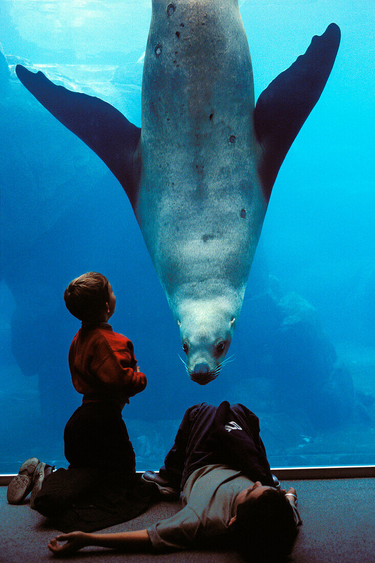 Steller sea lion and people at aquarium Sealife Center Seward, Alaska, USA, America