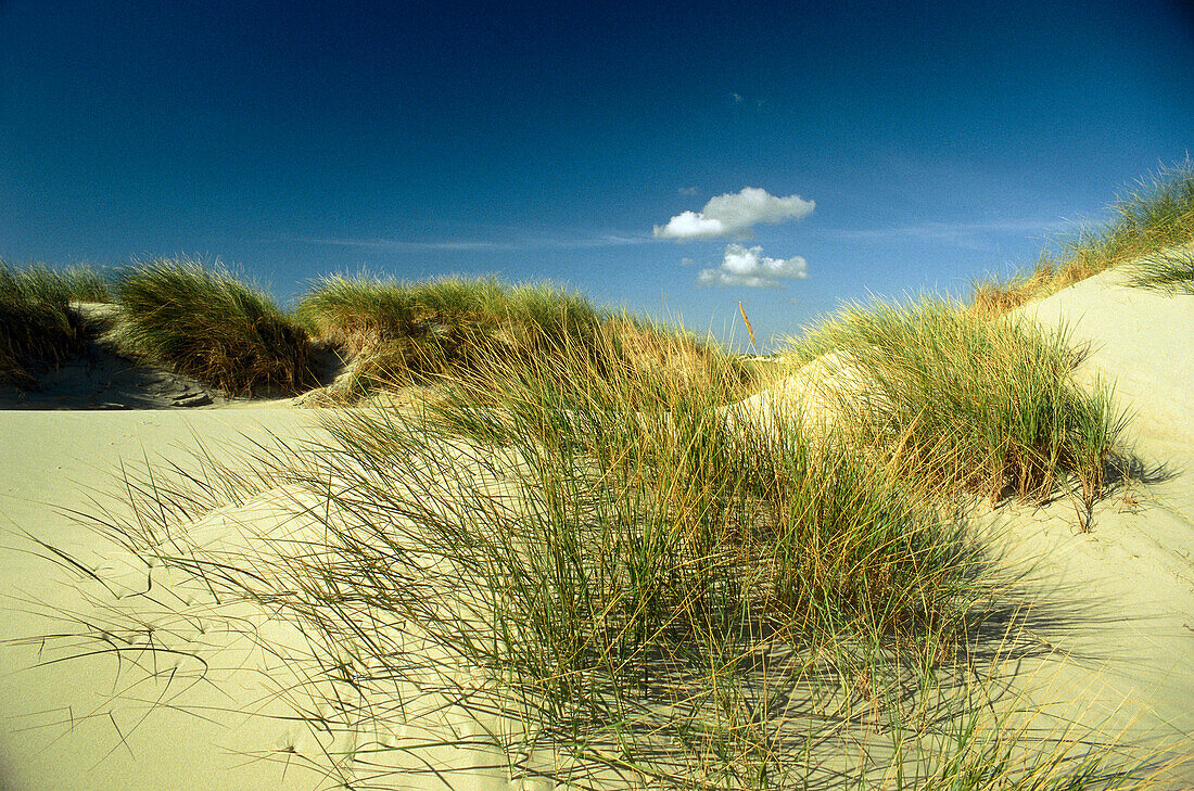 Dunes at beach, island Juist, East Friesland, Lower Saxony, Germany
