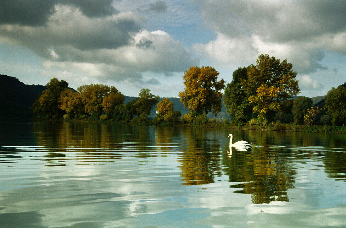 Swan on River Rhine, near Osterspai, Rhineland-Palatinate, Germany