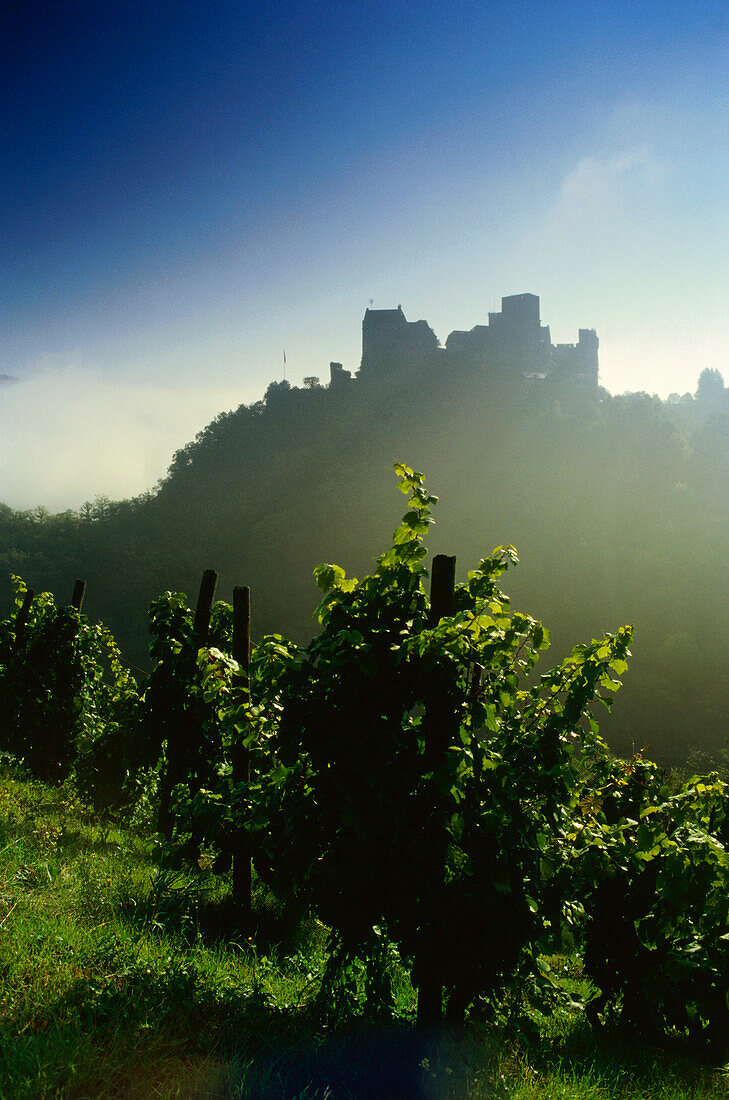 Weinberg im Sonnenlicht, Burg Schönburg im Hintergrund, Oberwesel, Rheinland-Pfalz, Deutschland