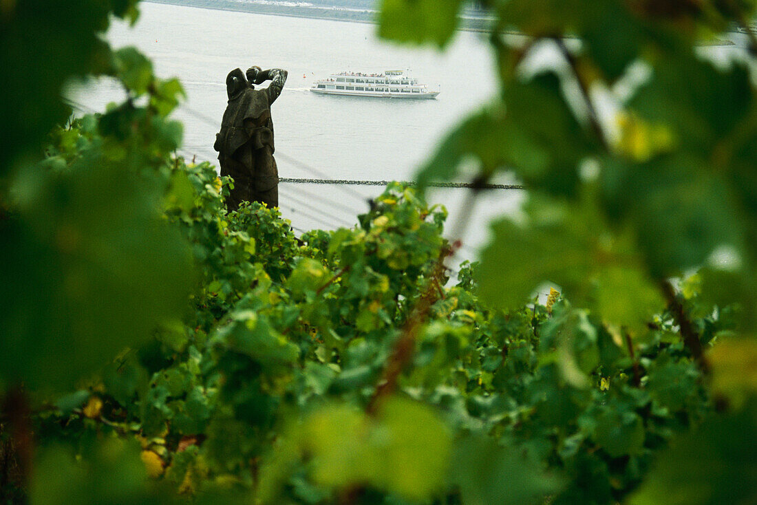 "wine drinker" at vineyard near Rudesheim, River Rhine, Hesse, Germany