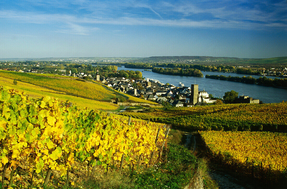 View over vineyards to Rudesheim, River Rhine, Hesse, Germany
