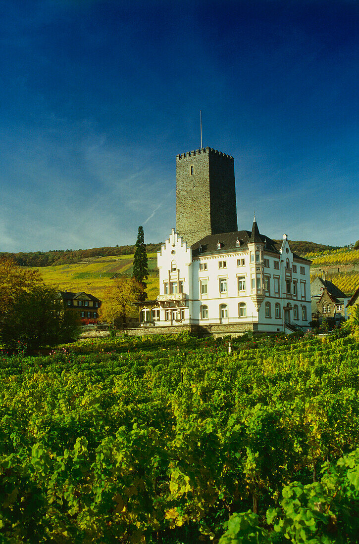 Boosenburg und Weinberg, Rüdesheim, Rheingau, Hessen, Deutschland