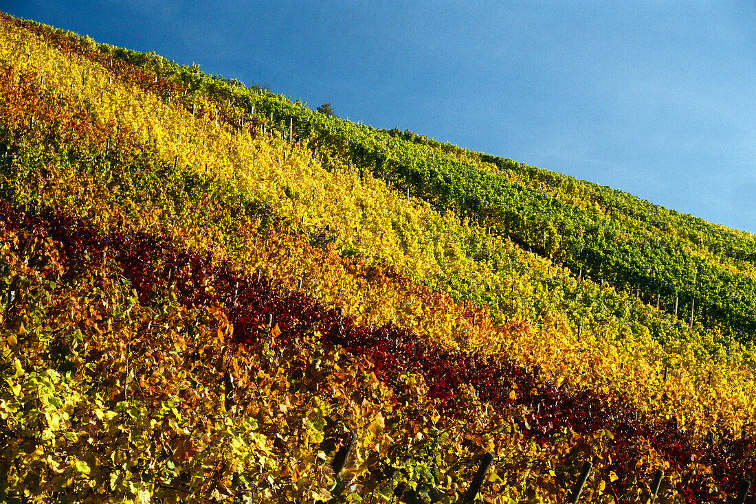 Vineyards near Lorch in autumn, Rheingau, Hesse, Germany