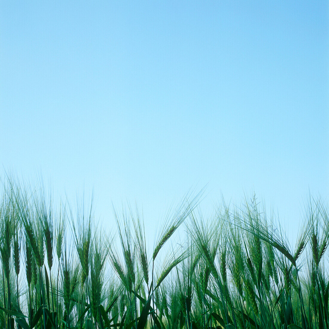 Barley field in spring