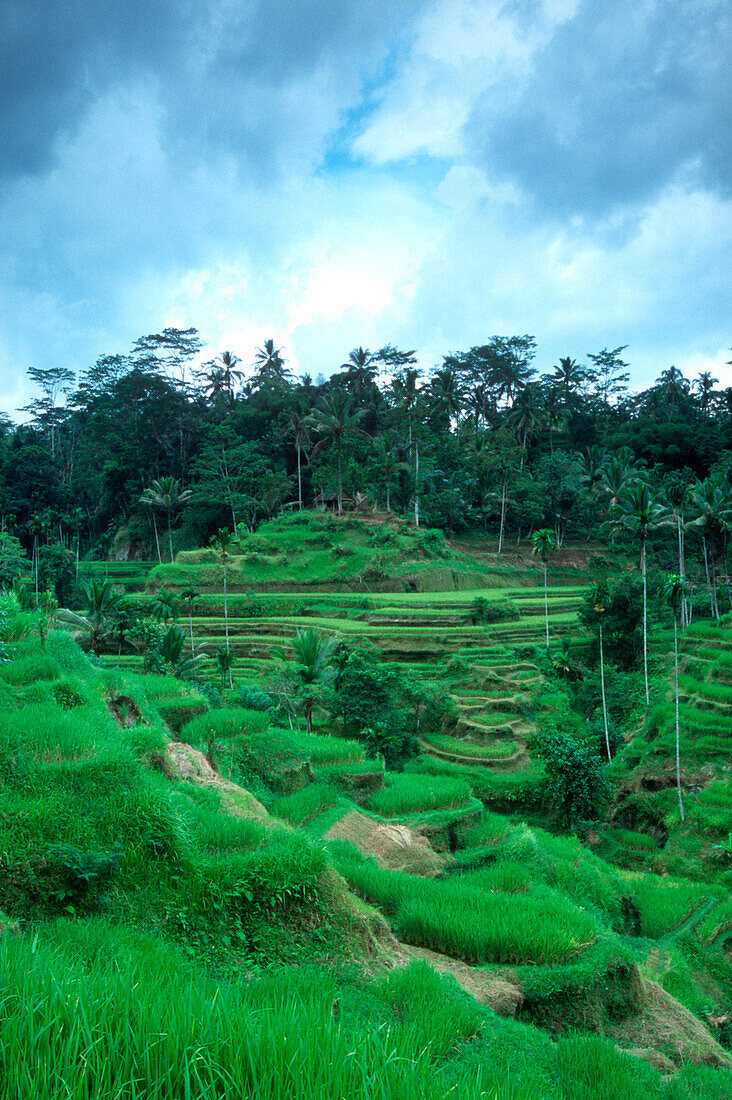 rice terrace, bali, indonesia