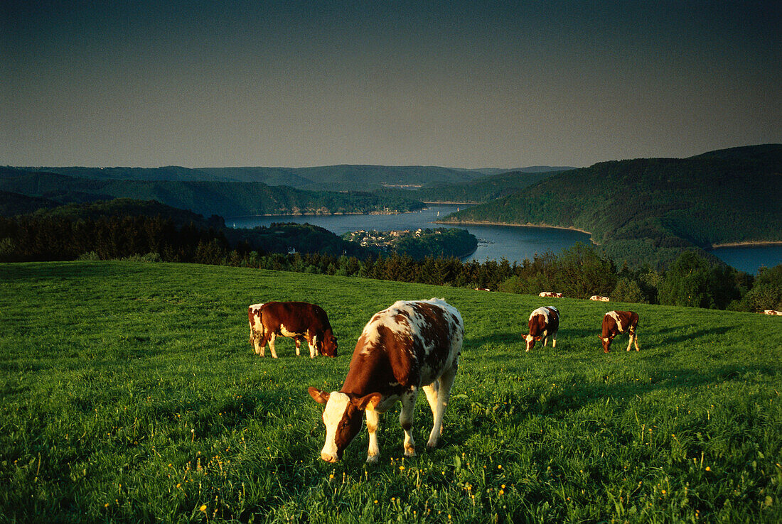 Cows grazing in a field, Eifel, Rhineland-Palatinate, Germany