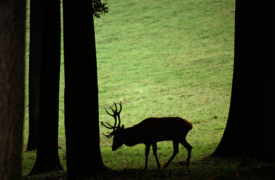 Deer, Wildpark Daun, Eifel, Rhineland-Palatinate, Germany