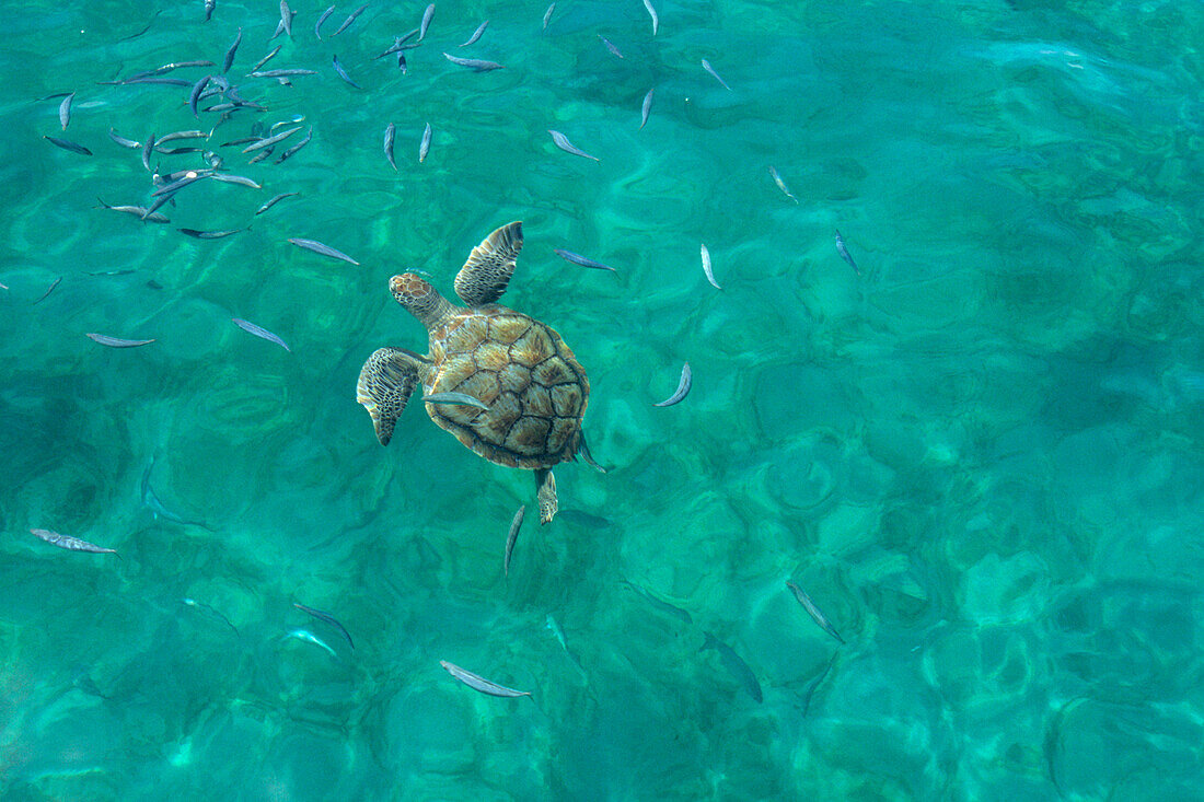 Ein Meeresschildkröte, Folkstone Marine Reserve, Barbados, Karibik