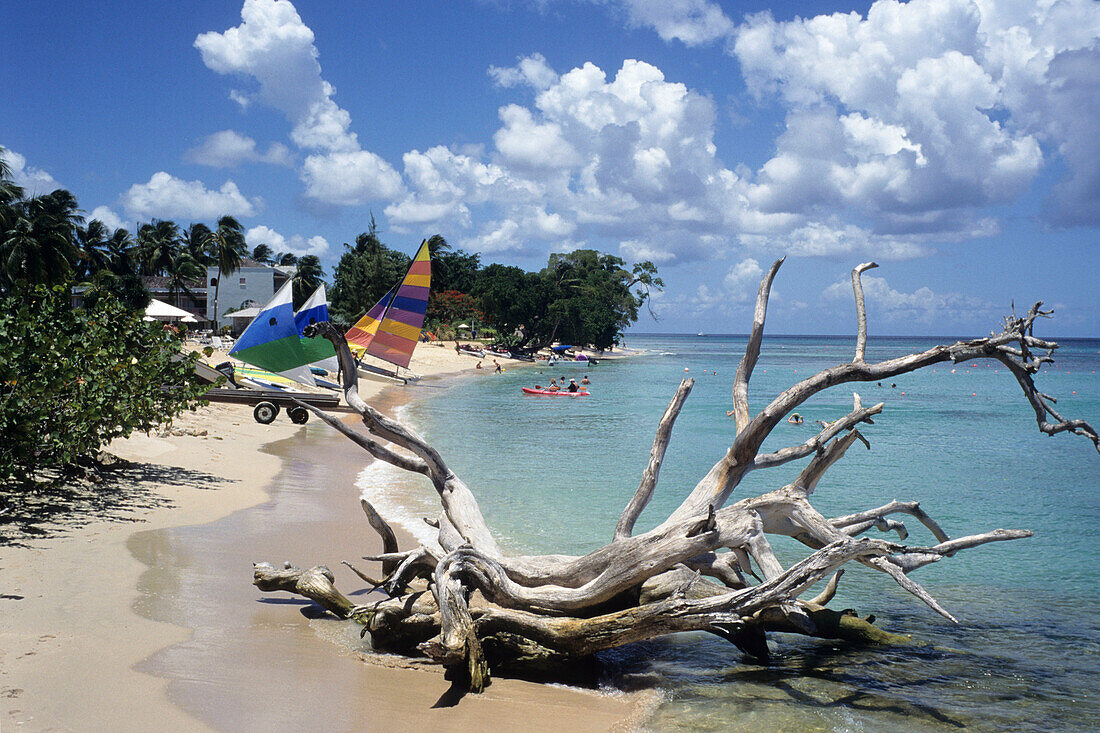 Driftwood on a beach, Near Speightstown, St. Peter, Barbados, Carribean