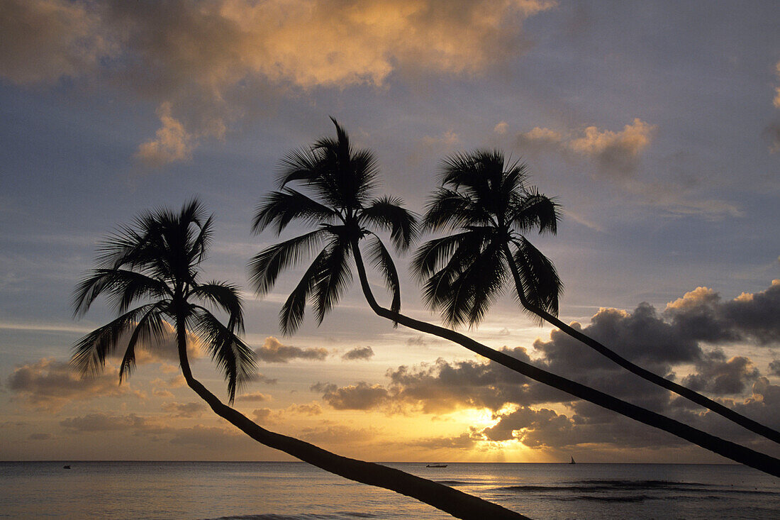 Coconut Trees Sunset Silhouette, Turtle Beach, Near Mullins Bay, St. Peter, Barbados, Carribean