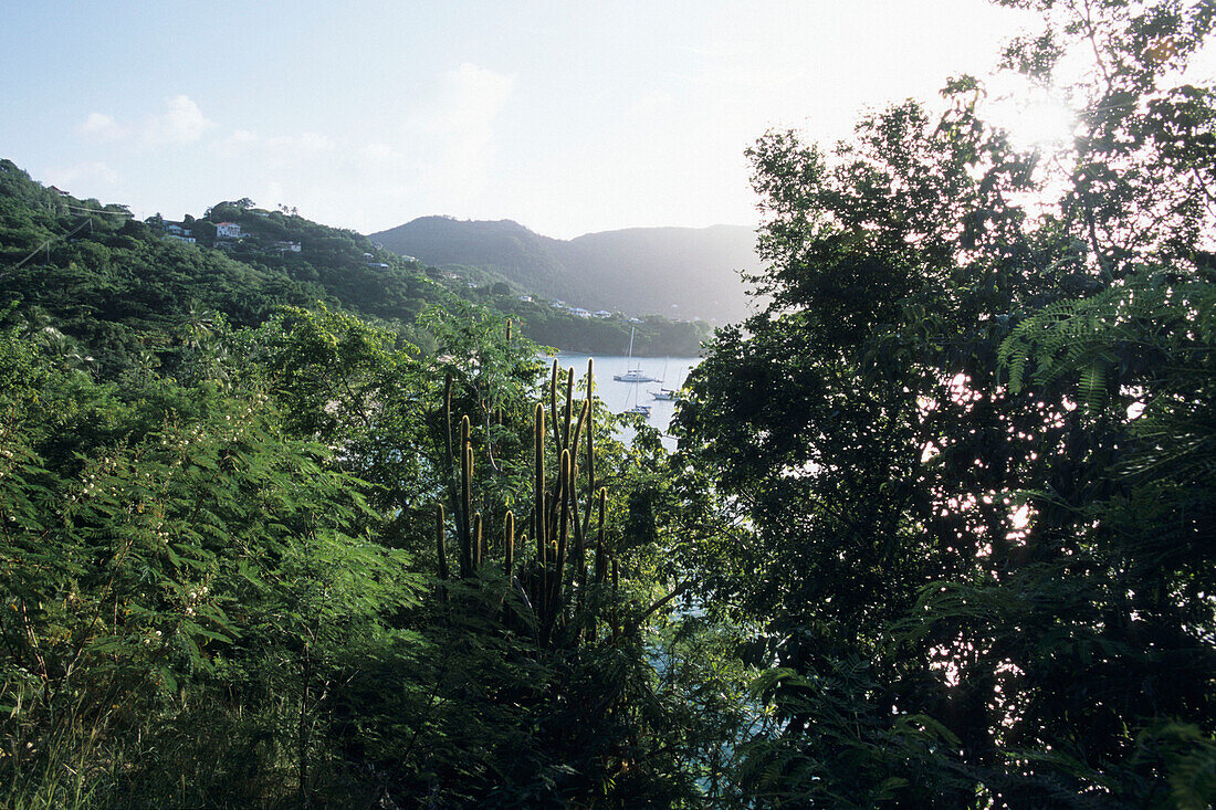 Hillside Vegetation, Port Elizabeth, Bequia, St. Vincent & The Grenadines, Carribean