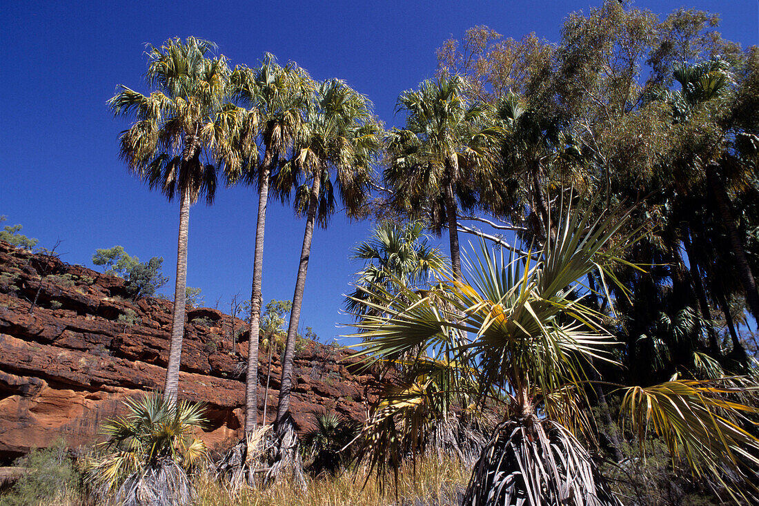 Palm Valley National Park, in der Nähe von Hermannsburg, Northern Territory, Australien