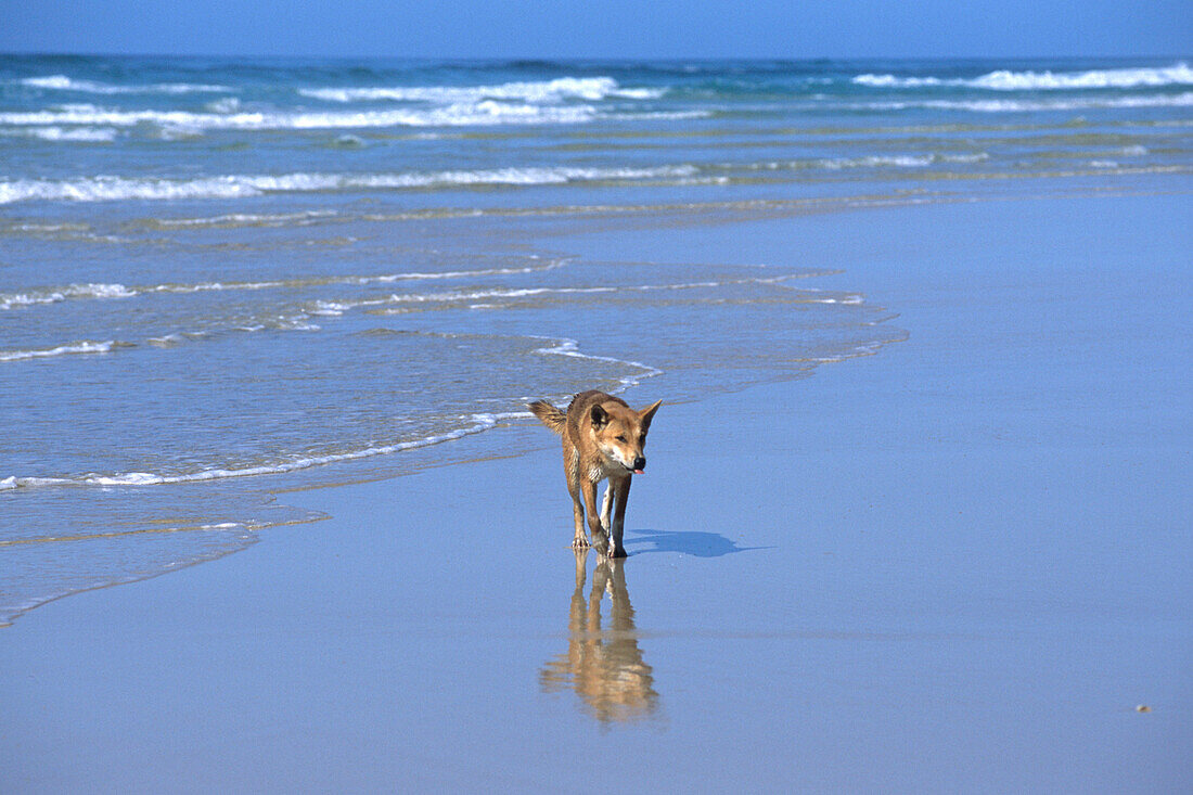 Ein Australischer Wildhund, Dingo am Strand, Fraser Island, Queensland, Australien
