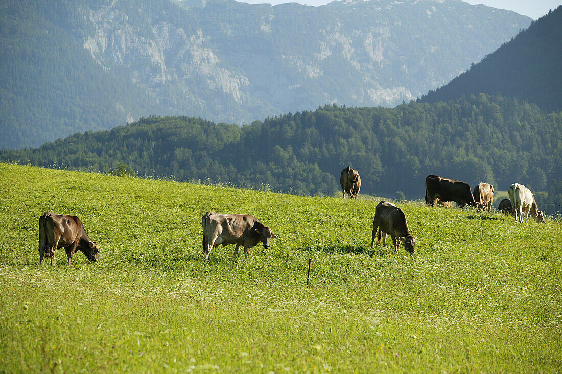 Kühe auf der Alm, Steiermark, Österreich