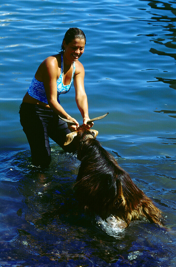 Bano de cabras, Ziegentaufe, Puerto e la Cruz, Teneriffa, Kanarische Inseln, Spanien, Europa