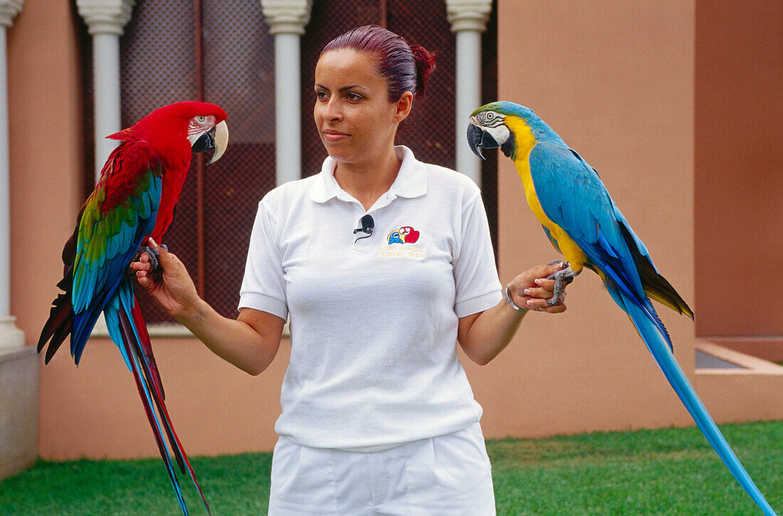 Papageien-Show, Loro Parque, Puerto de la Cruz, Teneriffa, Kanarische Inseln, Spanien, Europa