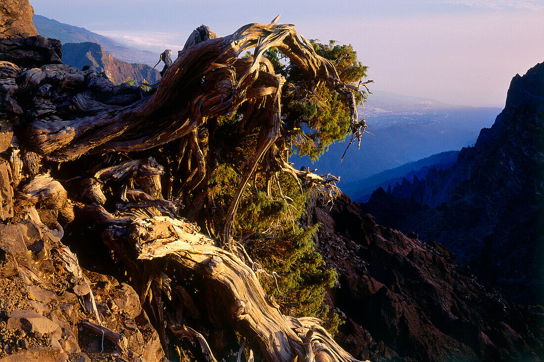 Wacholderbaum am Kraterrand, Nationalpark Caldera de Taburiente, La Palma, Kanarische Inseln, Spanien