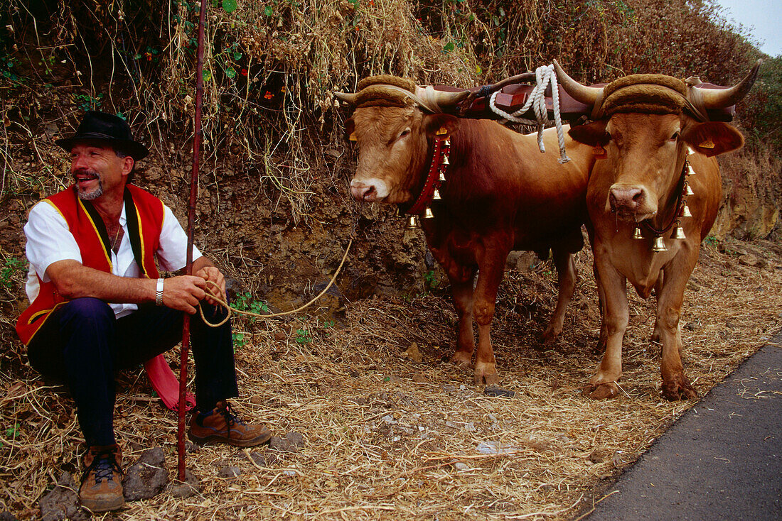 Man with oxen, Romeria, La Orotava, Tenerifé, Canary Islands, Spain
