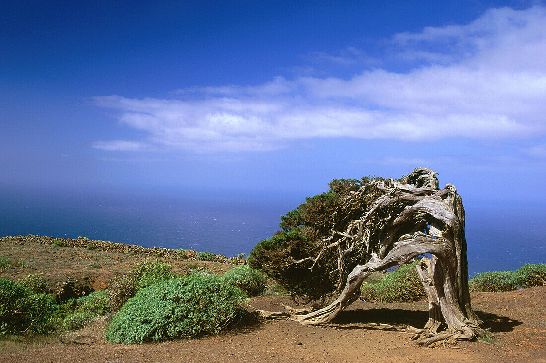 Juniper Tree, lat. Juniperus phoenicea, El Sabinal, the Island´s landmark, El Hierro, Canary Islands, Atlantic Ocean, Spain